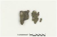 藏品(細鱗蘚屬)的圖片